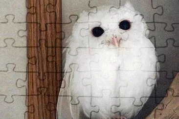 Buho albino jigsaw puzzle
