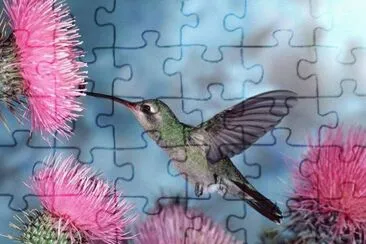 ColibrÃ­ jigsaw puzzle