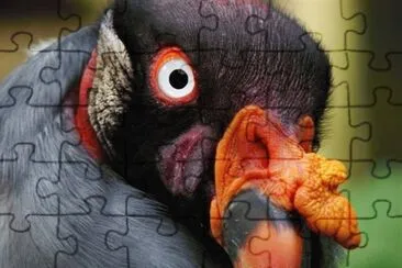 CÃ³ndor Real jigsaw puzzle