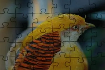 FaisÃ¡n dorado - Asia jigsaw puzzle