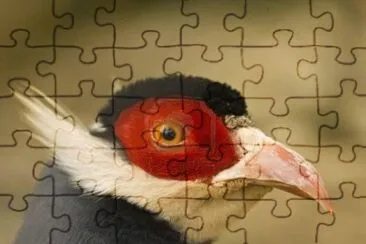 FaisÃ¡n orejudo azul jigsaw puzzle