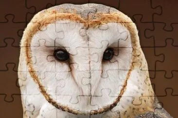 Lechuza Tyto alba