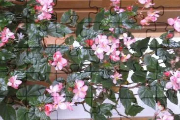 Jardin 4