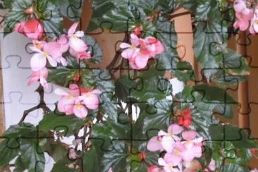פאזל של Jardin 5