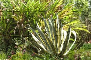 Jardin 10 jigsaw puzzle