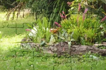 Jardin 11