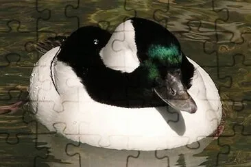 Bufflehead