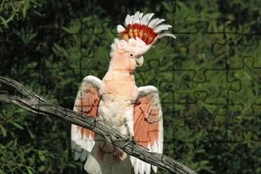 CacatÃºa inca rojigualda