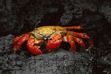 cancrejo jigsaw puzzle