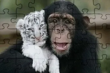 פאזל של tigre-mono