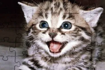 Gatico jigsaw puzzle