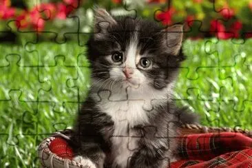 Gato jigsaw puzzle