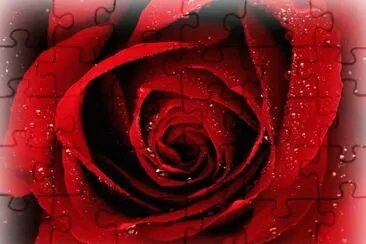 Rosa roja jigsaw puzzle