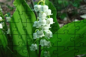 Lirio del valle jigsaw puzzle