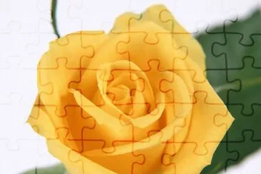 Rosa amarilla jigsaw puzzle