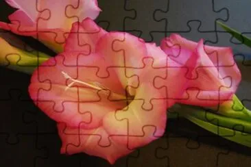 Gladiolos jigsaw puzzle