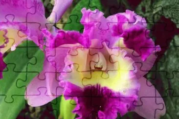 OrquÃ­dea jigsaw puzzle