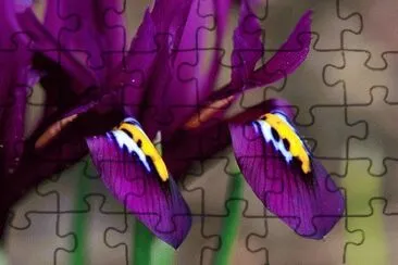 Dark Violet Iris