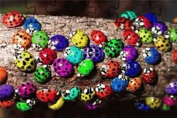 0002 jigsaw puzzle