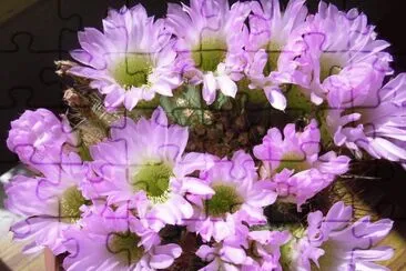 cactus jigsaw puzzle