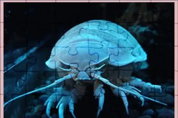 IsÃ³podo Gigante
