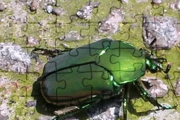 Escarabajo verde