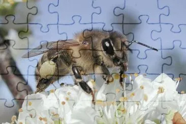 Abeja melÃ­fera