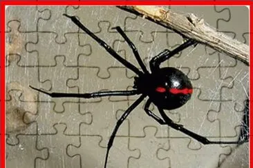 AraÃ±a Viuda Negra