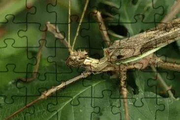 Bicho palo â€“ AmÃ©rica del Sur jigsaw puzzle