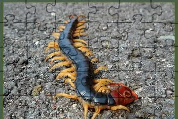 CiempiÃ©s King Mukade  - JapÃ³n jigsaw puzzle