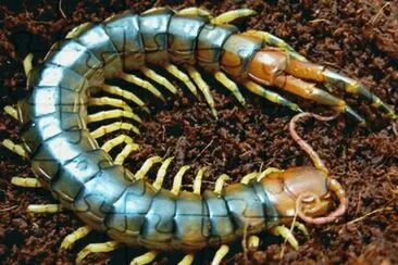 Escolopendra venenosa jigsaw puzzle