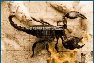 EscorpiÃ³n o alacrÃ¡n jigsaw puzzle