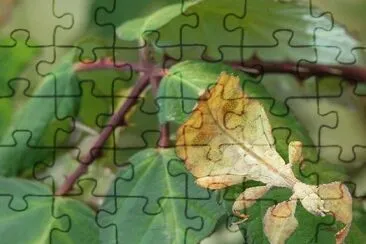 Insecto hojaÂ - AmÃ©rica del Sur