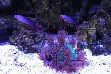 Purple Firefish and Coral jigsaw puzzle