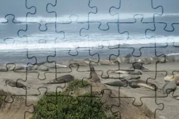 sea lions jigsaw puzzle
