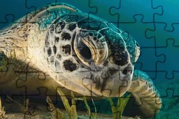 tortuga