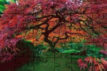 Japanese maple jigsaw puzzle