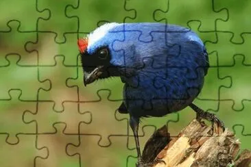 Cardenal azul o imperial