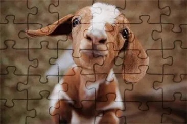 Cute Goat