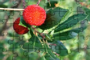 strawberry tree jigsaw puzzle