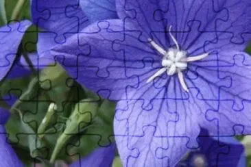 124 jigsaw puzzle