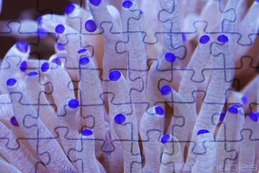 Purple Tipped Coral jigsaw puzzle