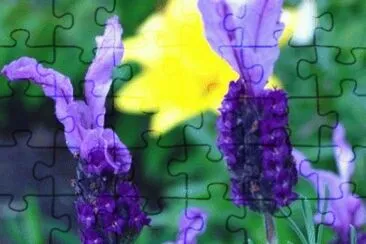 Calming Purple House Plant jigsaw puzzle