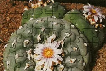 peyote