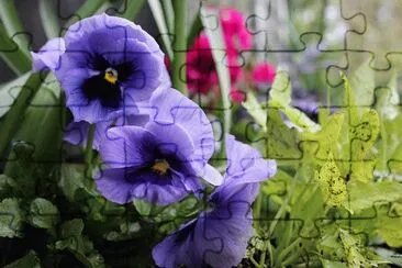 Purple Pansies jigsaw puzzle
