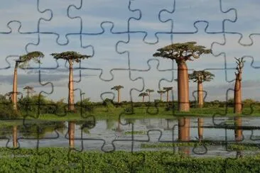 amazing Madagascar jigsaw puzzle