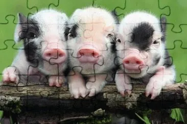 Piglets