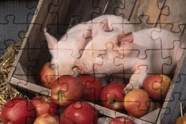 Piglets in Apple Crate