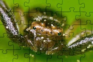AraÃ±a cangrejo