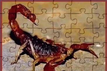 ArtrÃ³podo venenoso jigsaw puzzle